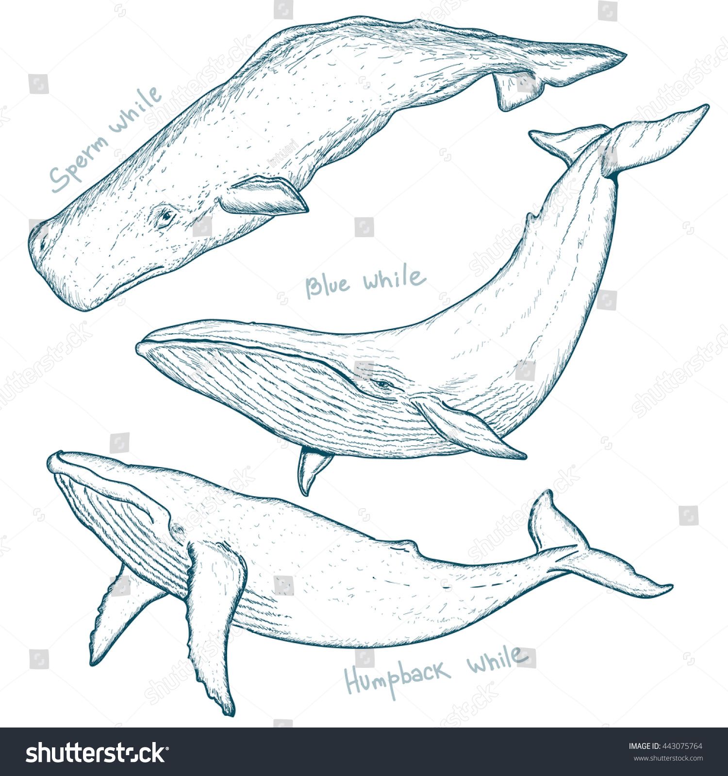 1500x1600 Whales Set Humpback Whale Blue Whale Sperm Whale Hand Drawn Vector - Bowhead Whale Drawing