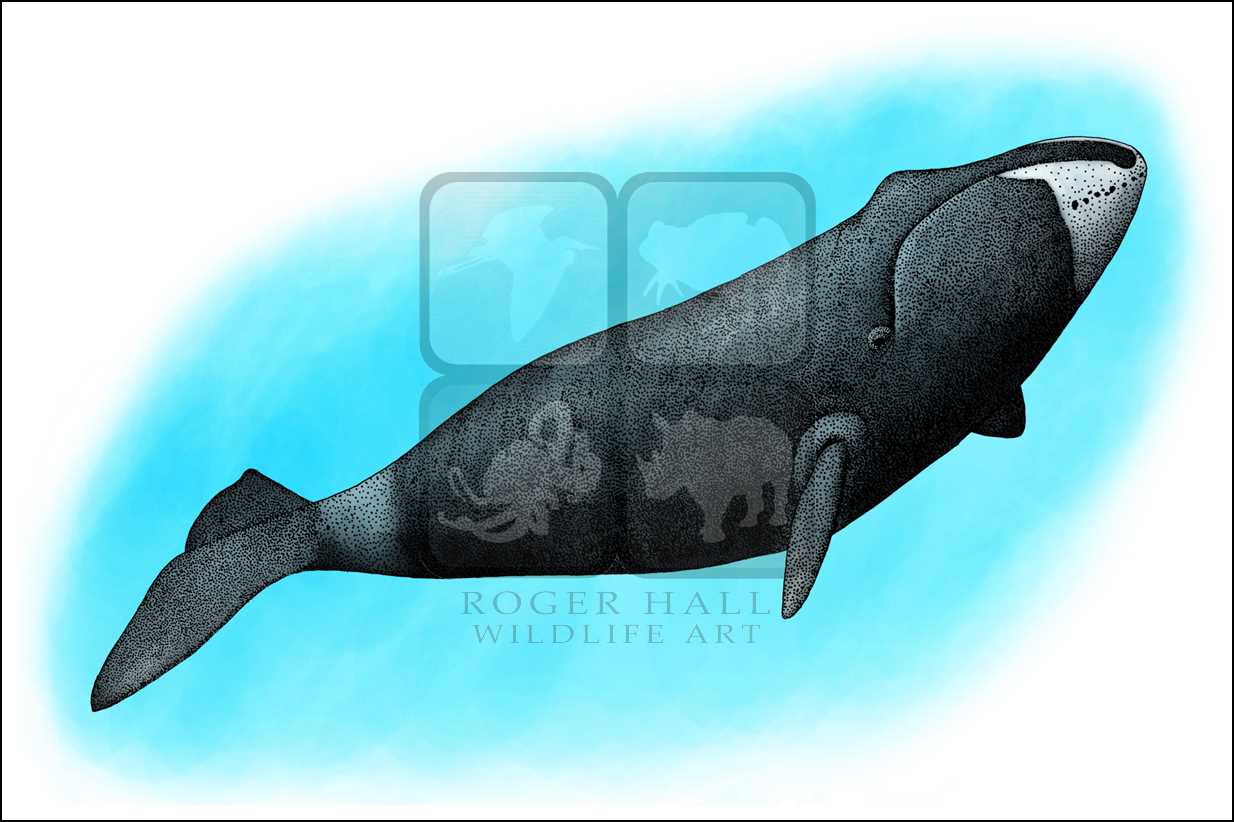Bowhead Whale Drawing at Explore collection of