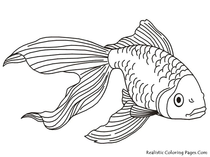 736x552 Line Drawing Fish Of At Getdrawings Com Free For Personal Use - Bowl Line Drawing