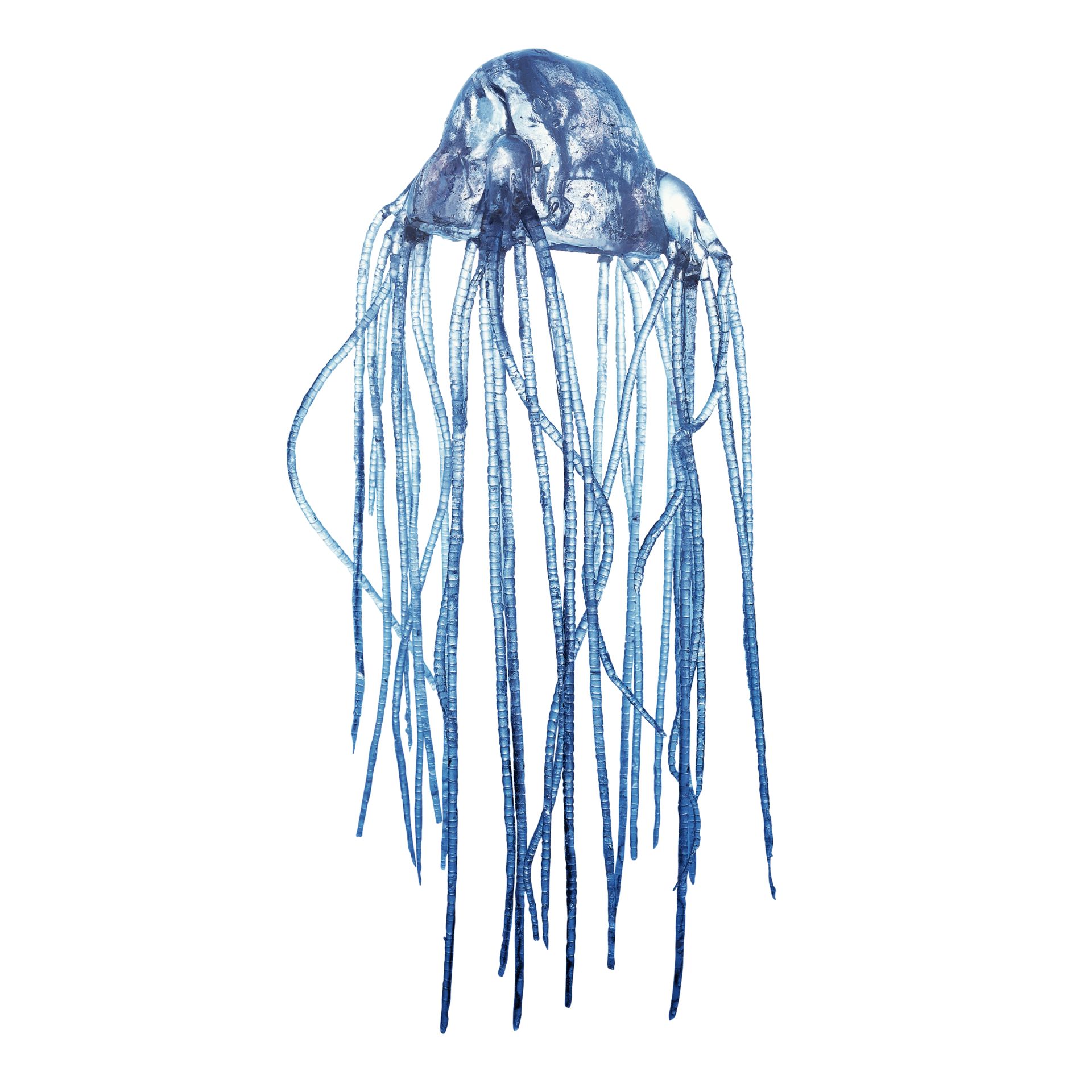 1920x1921 Box Jellyfish Facts For Kids Dk Find Out - Box Jellyfish Drawing