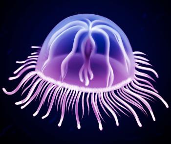 350x294 how to draw a box jellyfish, box jellyfish, step - Box Jellyfish Drawing