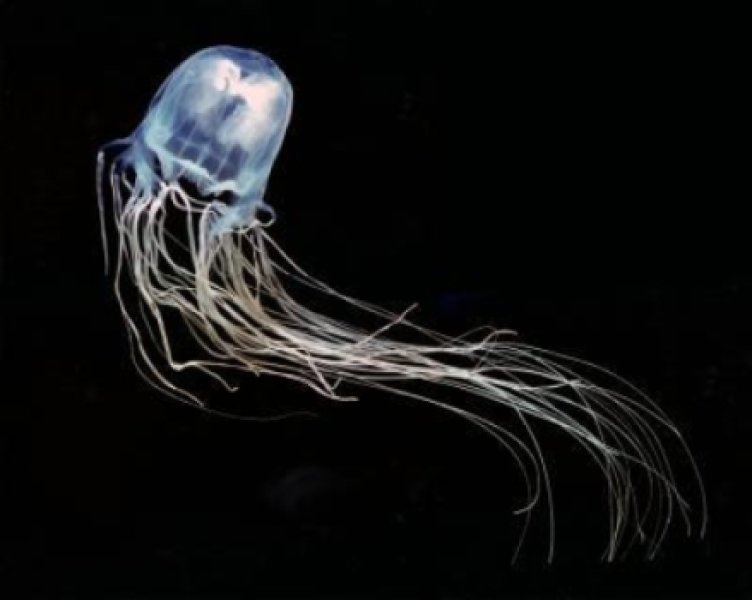 752x600 Lethal Stings From The Australian Box Jellyfish Could Be Treated - Box Jellyfish Drawing