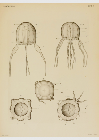 320x450 Sea Wasp Box Jellyfish Poisonous Nature - Box Jellyfish Drawing