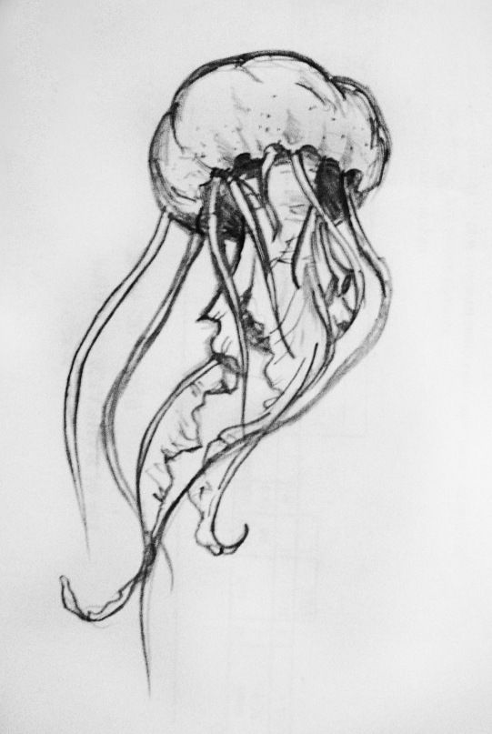541x807 Jellyfish - Box Jellyfish Drawing