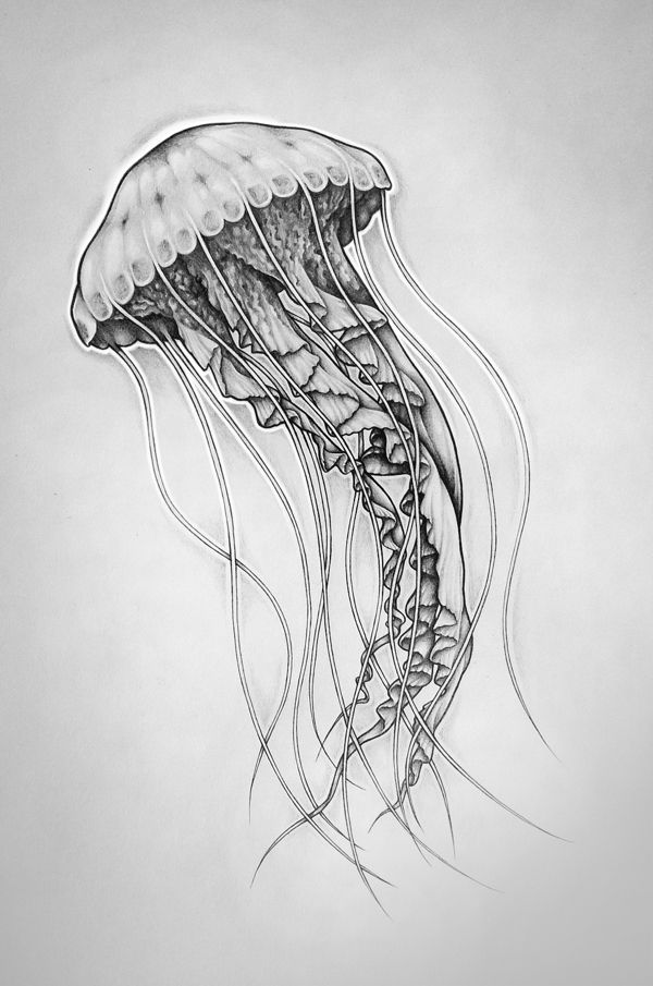 600x905 Jellyfish Drawing Tutorial - Box Jellyfish Drawing