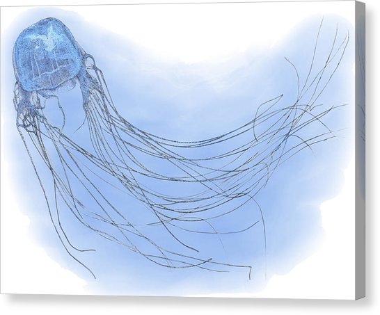 546x453 Box Jellyfish, Illustration Photograph - Box Jellyfish Drawing