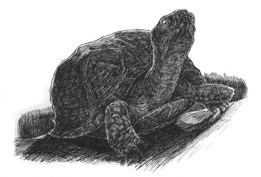 900x612 Box Turtle Study Drawing - Box Turtle Drawing