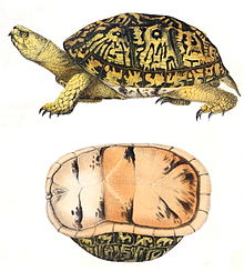 Box Turtle Drawing at PaintingValley.com | Explore collection of Box ...