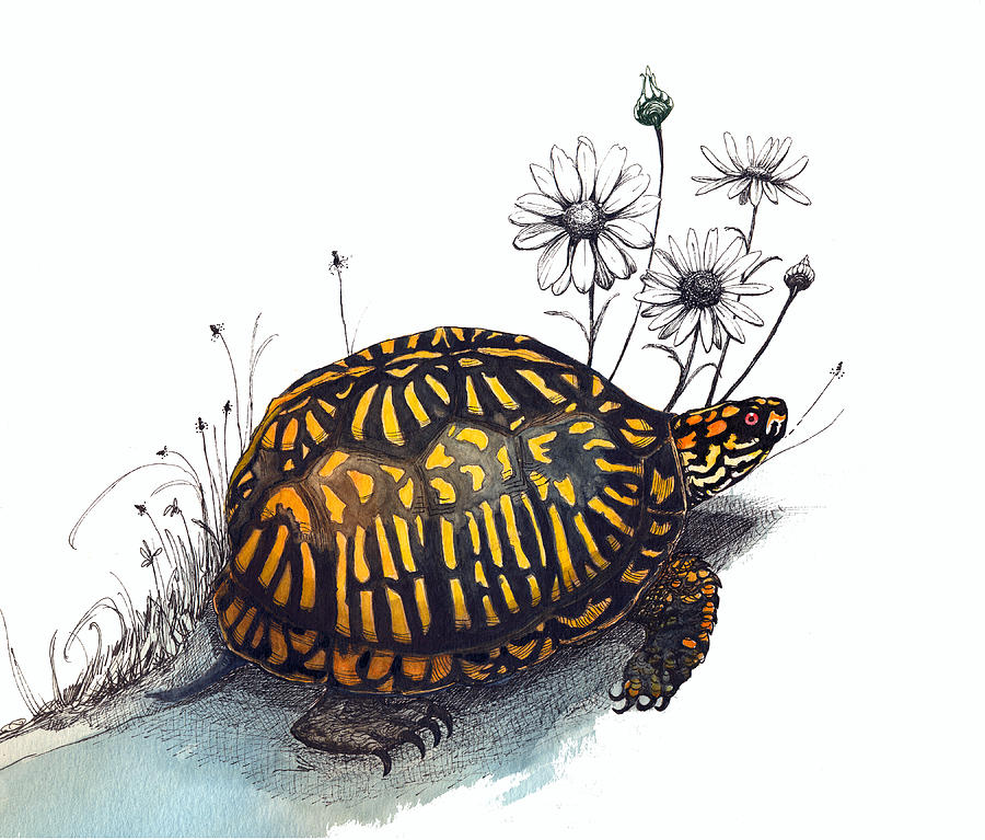 900x767 eastern box turtle drawing - Box Turtle Drawing