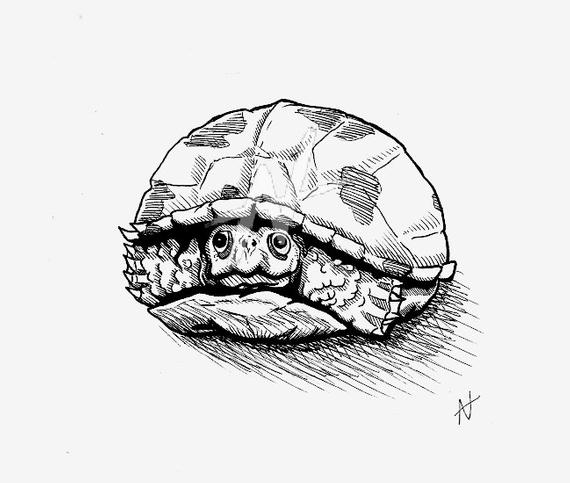 570x483 eastern box turtle endangered animal ink drawing etsy - Box Turtle Drawing