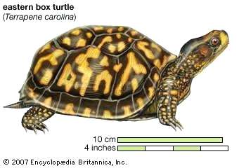 Box Turtle Drawing at PaintingValley.com | Explore collection of Box ...