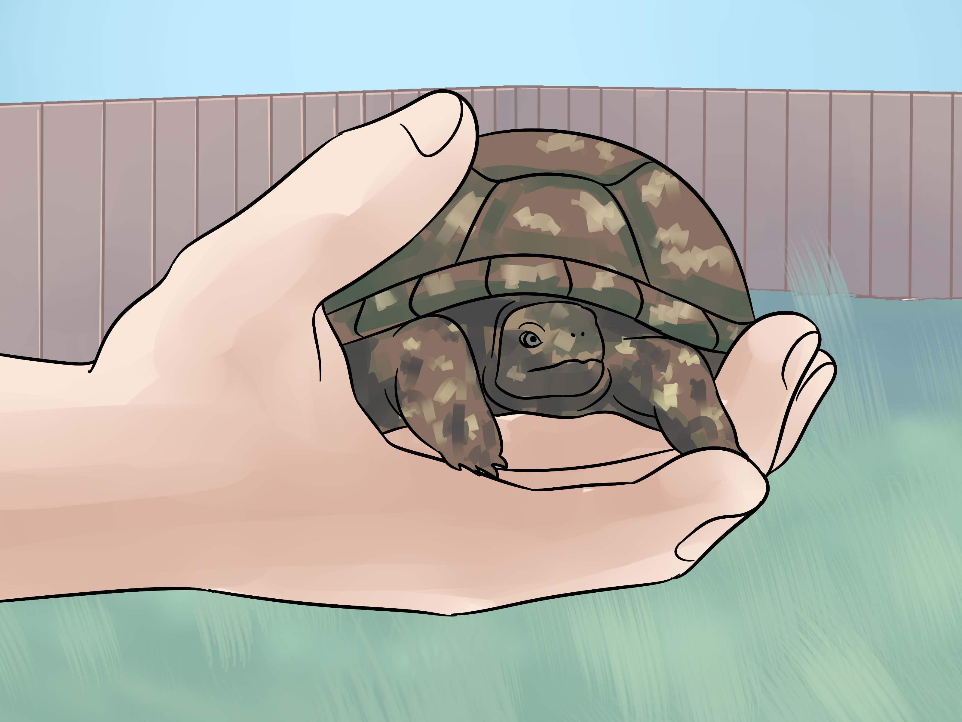 3200x2400 How To Care For Your Box Turtle Steps - Box Turtle Drawing
