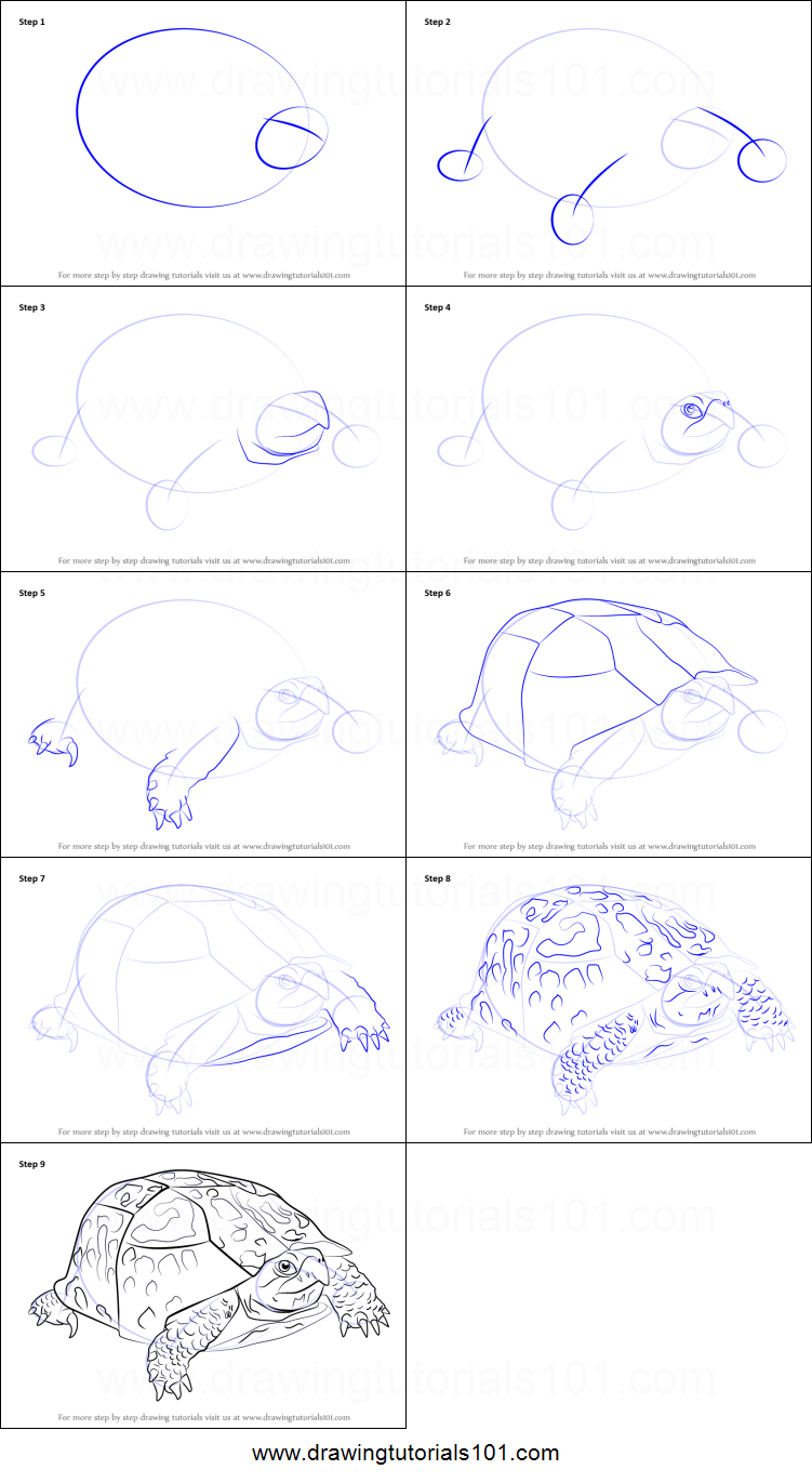 751x1371 how to draw an eastern box turtle printable step - Box Turtle Drawing
