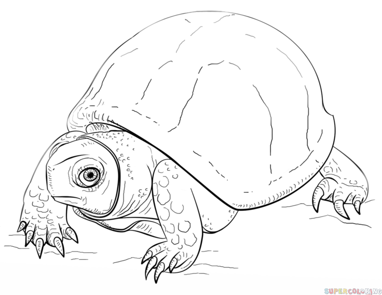 743x575 How To Draw An Ornate Box Turtle Step - Box Turtle Drawing