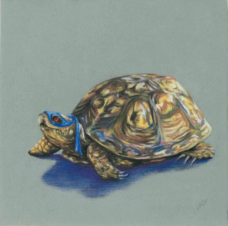 Box Turtle Drawing at Explore collection of Box