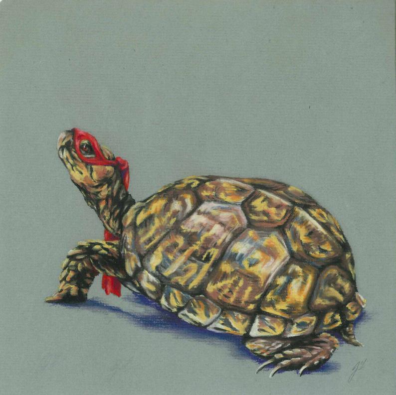 Box Turtle Drawing at Explore collection of Box