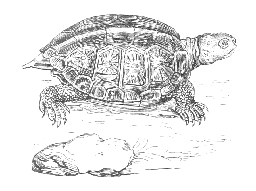 Turtle draw