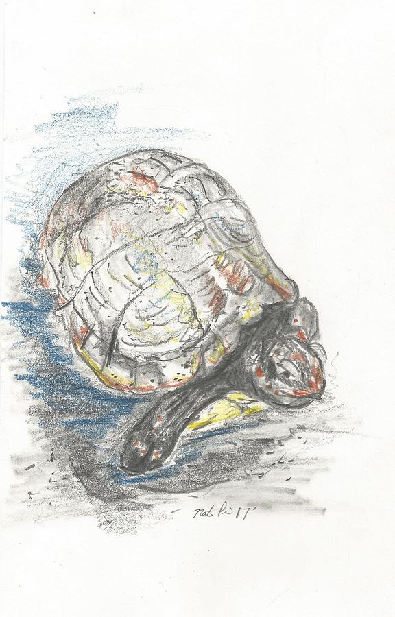 576x900 Box Turtle Drawing - Box Turtle Drawing