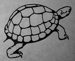 300x244 Box Turtle Drawings Fine Art America - Box Turtle Drawing