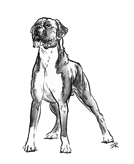 450x550 boxer dog drawing posters - Boxer Dog Drawing