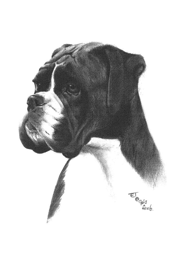 636x900 boxer dog drawing - Boxer Dog Drawing