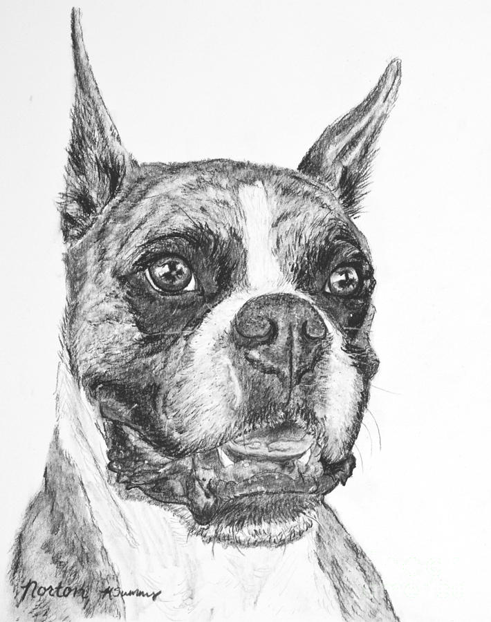 710x900 boxer dog sketch drawing - Boxer Dog Drawing