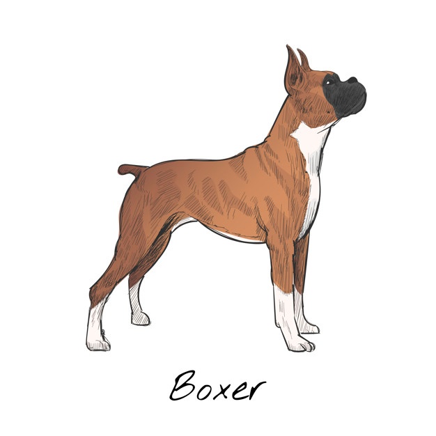 626x626 boxer dog vectors, photos and free download - Boxer Dog Drawing
