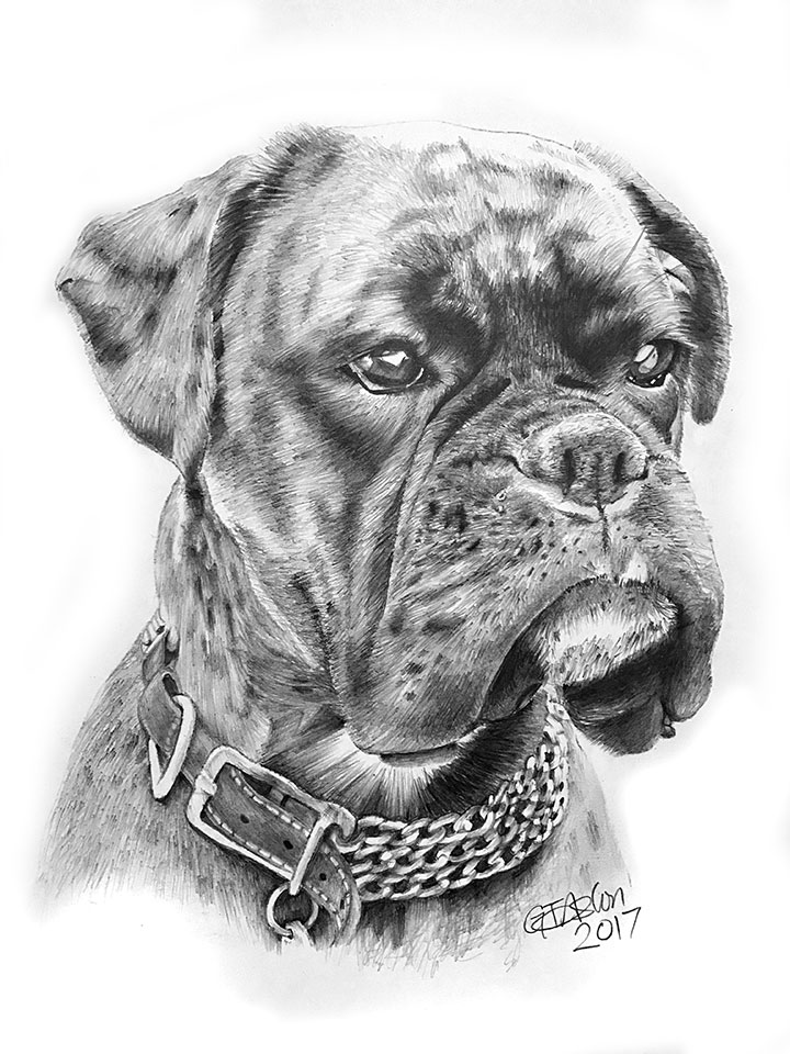 720x960 boxer dog pencil drawing - Boxer Dog Drawing