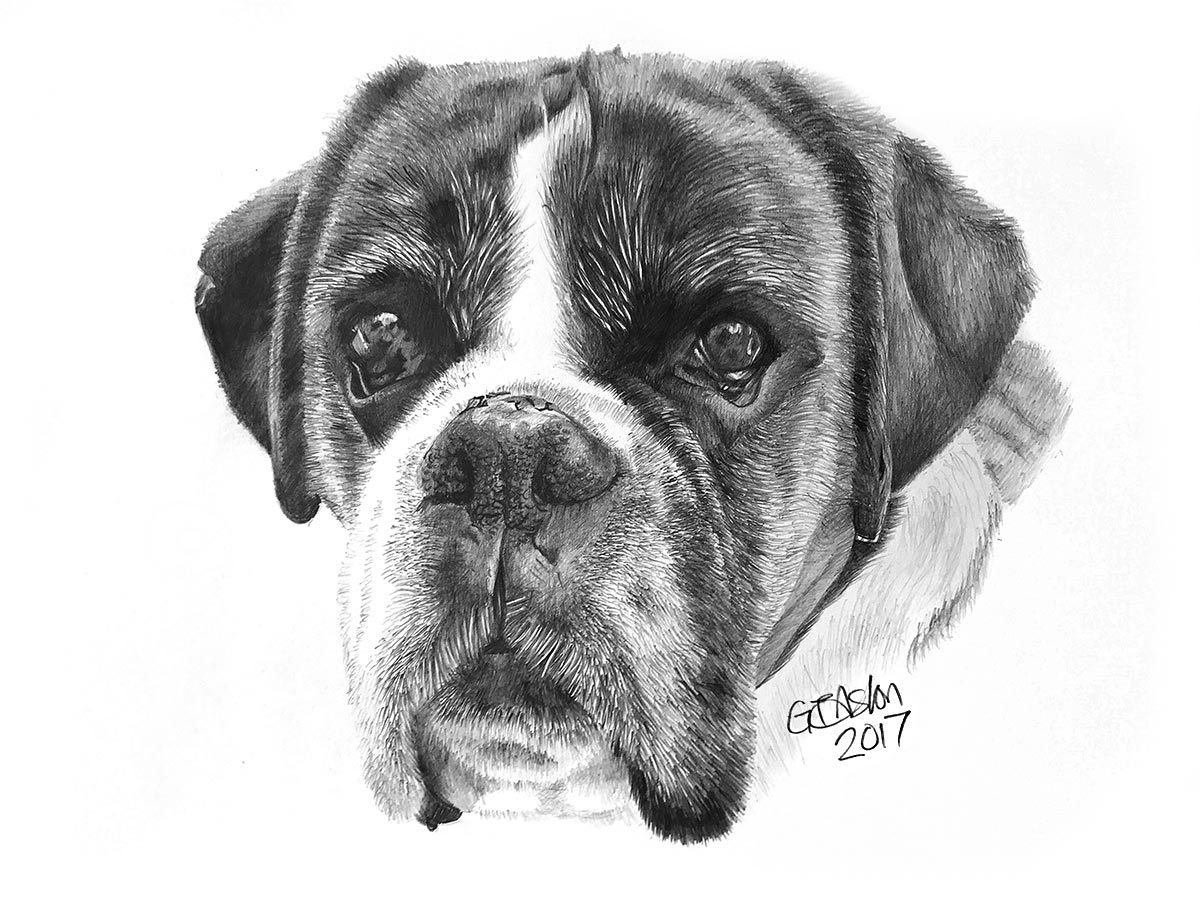 1200x900 boxer dog portrait drawing - Boxer Dog Drawing
