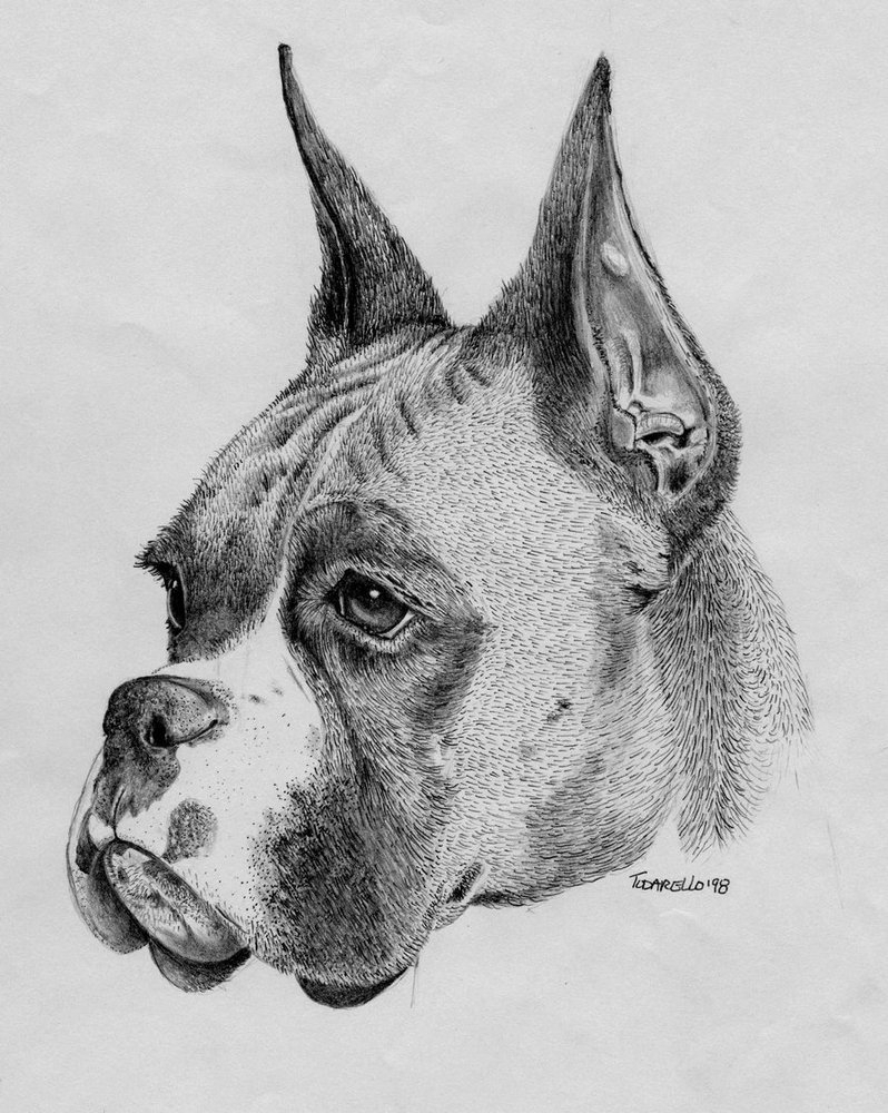 798x1000 dog pencil drawing and really pencil drawings dog boxer dog - Boxer Dog Drawing