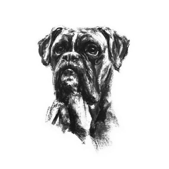570x570 dog drawing print boxer dog drawing fine art dog print etsy - Boxer Dog Drawing