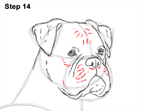 500x386 how to draw a boxer dog - Boxer Dog Drawing