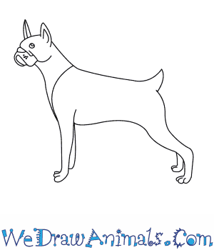 300x350 how to draw a boxer dog - Boxer Dog Drawing