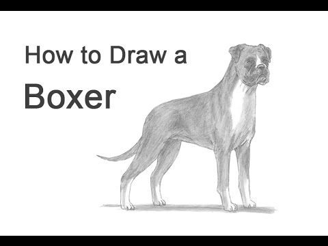 480x360 How To Draw A Dog - Boxer Dog Drawing