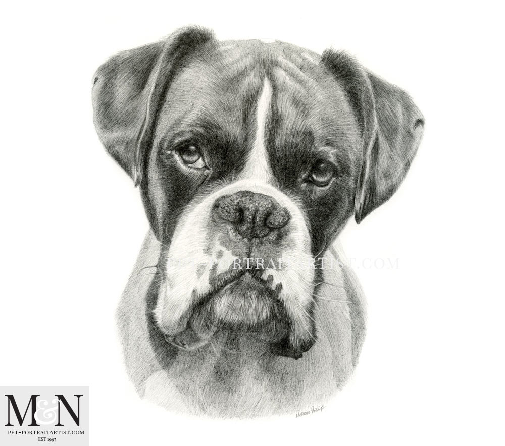 1000x884 boxer pencil drawing - Boxer Dog Drawing