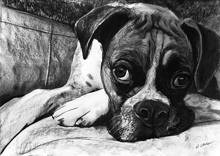 700x497 boxer dog art, boxer dog gift, boxer dog artwork - Boxer Dog Drawing