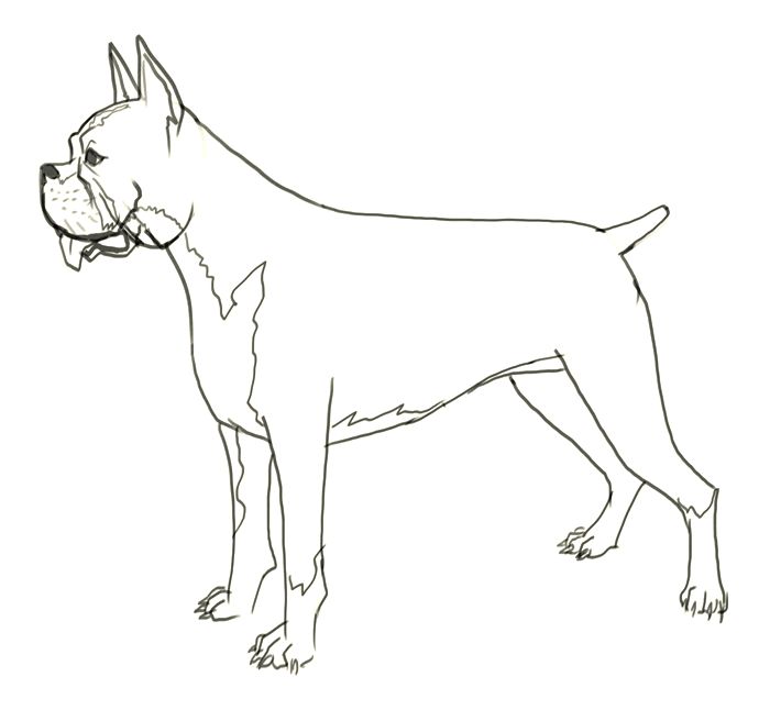 700x646 boxer dog drawing photo - Boxer Dog Drawing