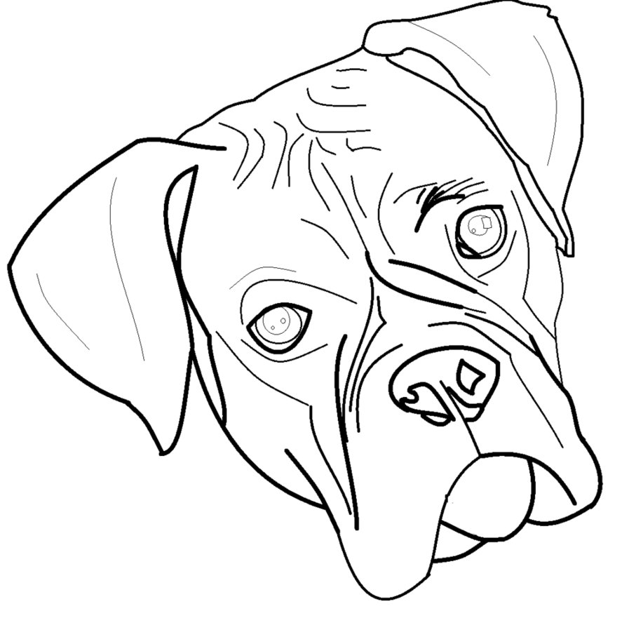 Boxer Puppy Drawing at Explore