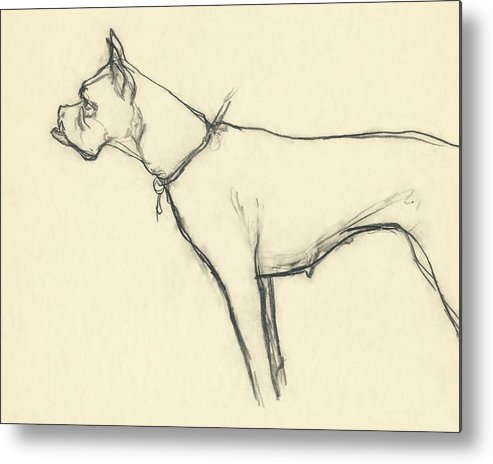 493x464 a boxer dog metal print - Boxer Dog Line Drawing