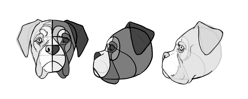 800x321 How To Draw A Dog Details Make The Difference - Boxer Dog Line Drawing