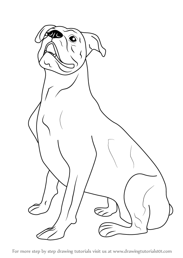 597x844 learn how to draw a boxer dog - Boxer Dog Line Drawing