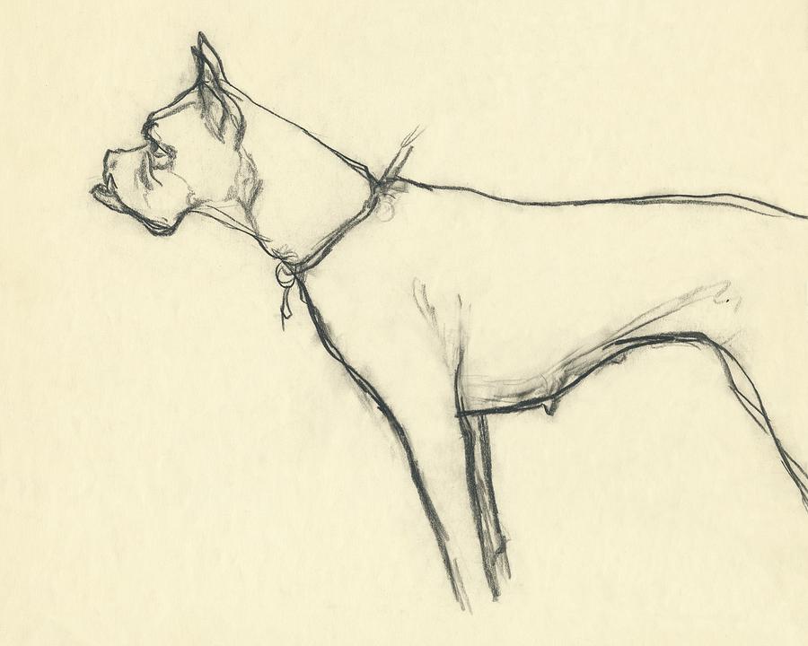900x720 a boxer dog - Boxer Dog Line Drawing