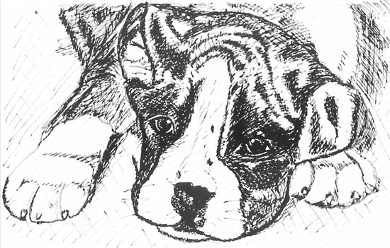 550x351 pedigree boxer dog line drawing posters - Boxer Dog Line Drawing