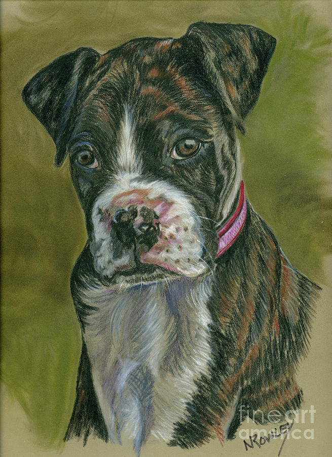 655x900 boxer pup drawing - Boxer Puppy Drawing