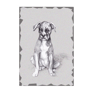 300x300 boxer pup mixed media - Boxer Puppy Drawing