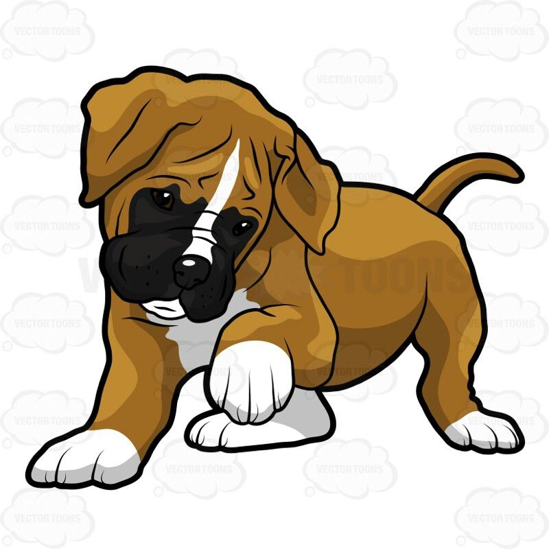 800x800 boxer puppy clipart - Boxer Puppy Drawing