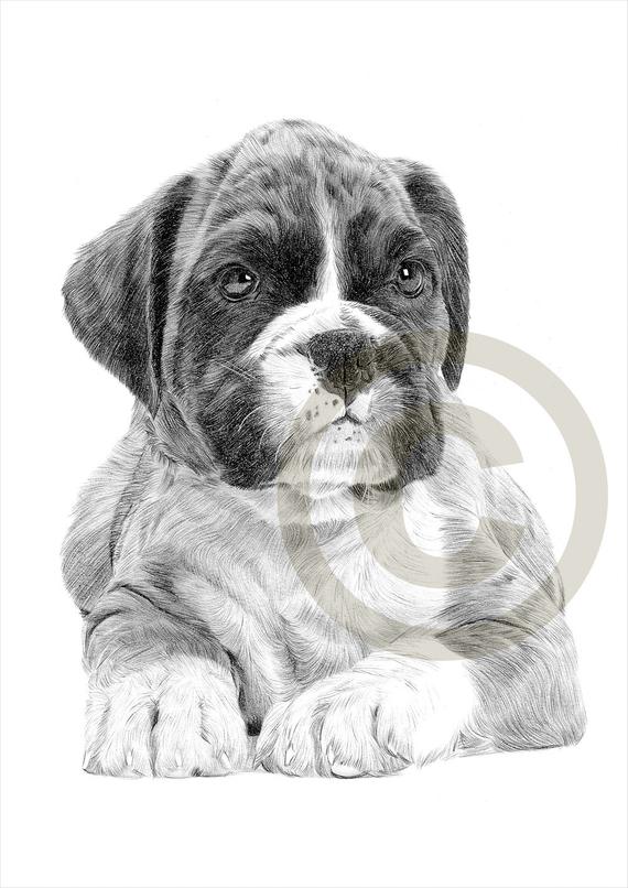 570x806 dog boxer puppy pencil drawing print size artwork etsy - Boxer Puppy Drawing