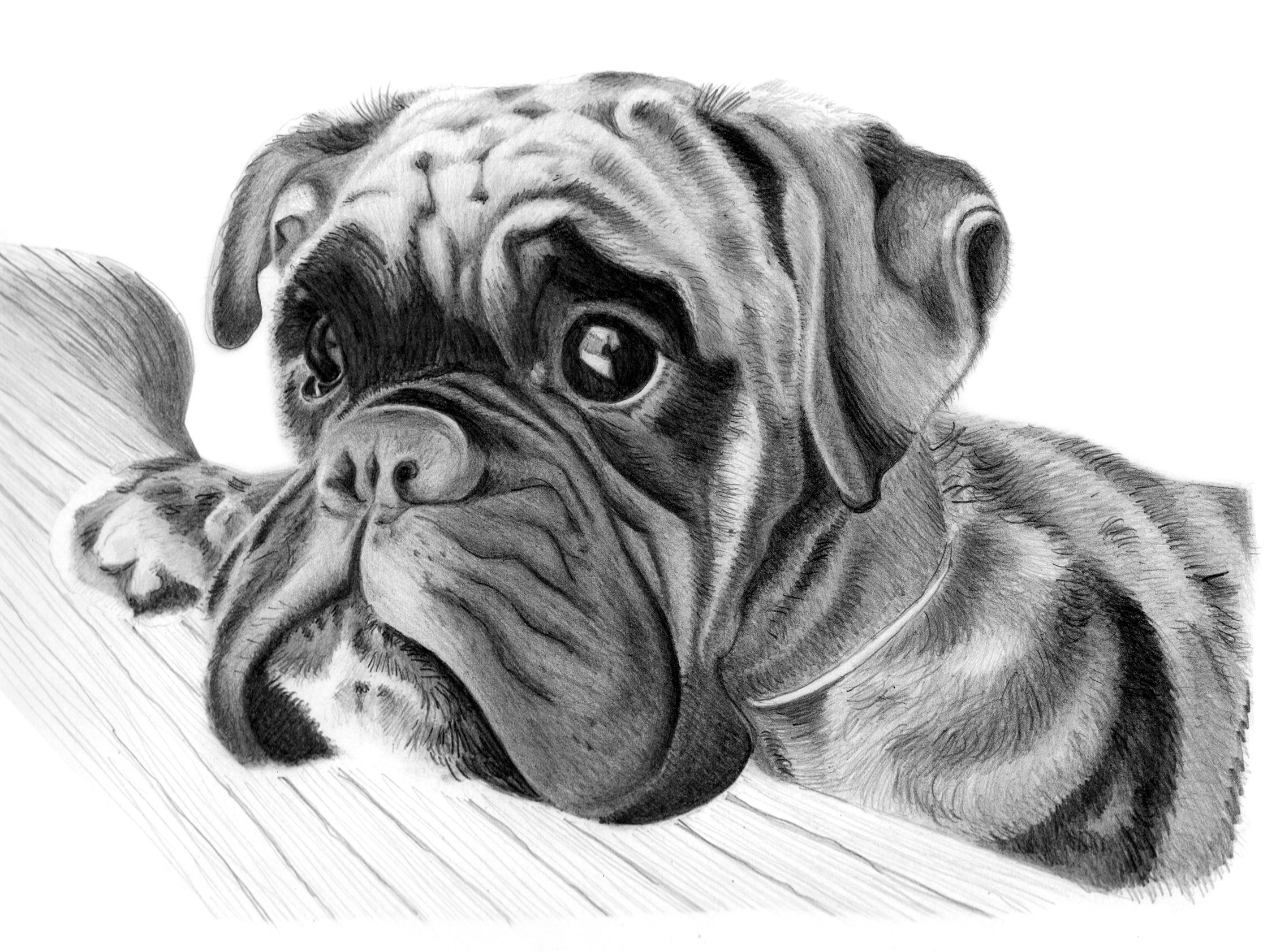 2256x1684 Drawings Of Dog - Boxer Puppy Drawing