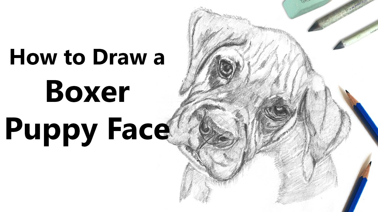 1280x720 how to draw boxer puppy face with pencils - Boxer Puppy Drawing