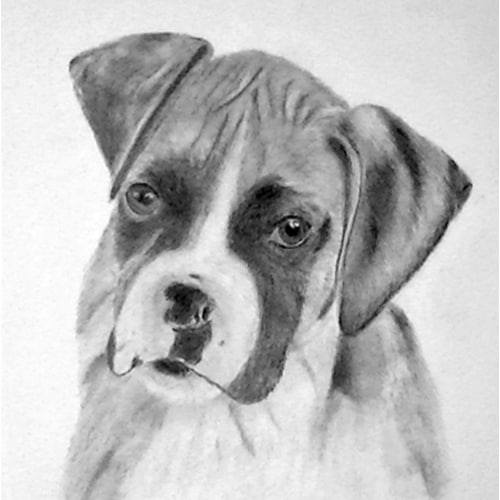 500x500 how to draw a portrait of a boxer puppy - Boxer Puppy Drawing